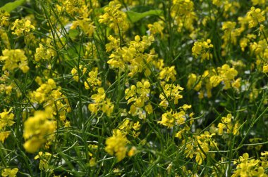 Çiçekli hardal sarı alan