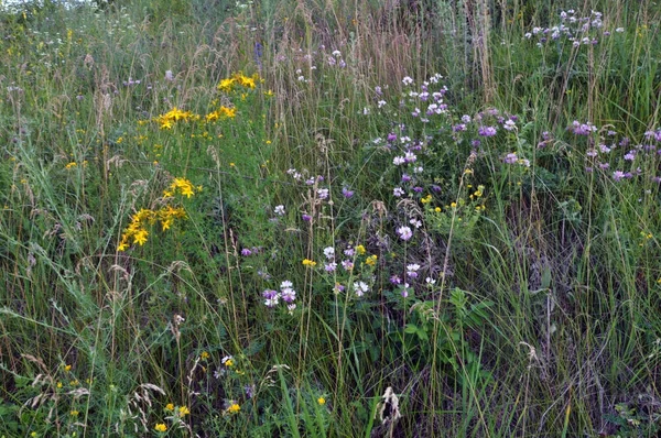 Vahşi yaz çim ve çiçek — Stok fotoğraf