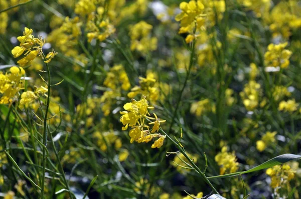 Champ fleuri jaune moutarde — Photo