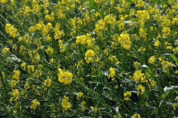 Fioritura senape giallo campo — Foto Stock