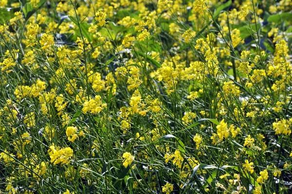 Champ fleuri jaune moutarde — Photo