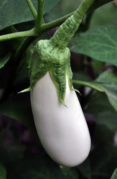 On the bush fruits are eggplant — Stock Photo, Image