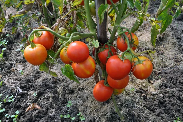 Ein Strauch mit einem Bund roter Tomaten — Stockfoto