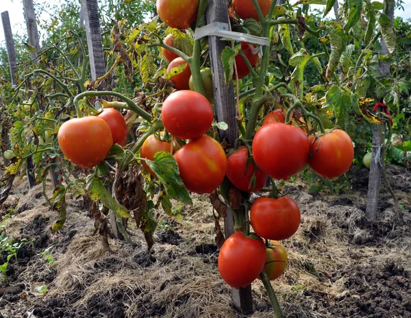 Kırmızı domates bir grup ile bir çalı — Stok fotoğraf