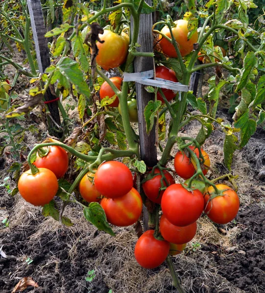 赤いトマトの束とブッシュ — ストック写真
