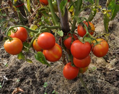 Kırmızı domates bir grup ile bir çalı