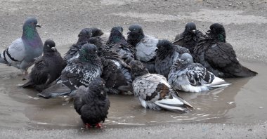 Yağmur sonrası, güvercinler gölde yıkanmak