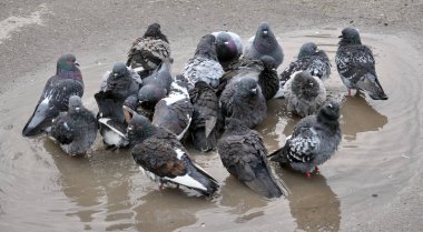 Yağmur sonrası, güvercinler gölde yıkanmak