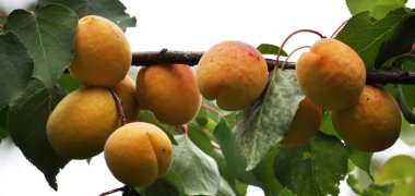 Bir ağaç dalı üzerinde olgun kayısı