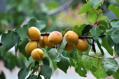 Bir ağaç dalı üzerinde olgun kayısı