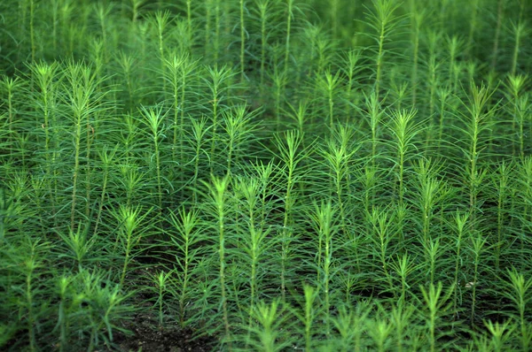 温室で針葉樹の苗木 — ストック写真