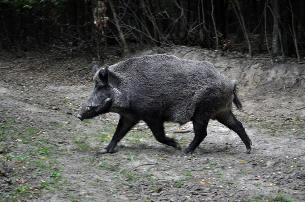 Wildschweine laufen aus dem Wald — Stockfoto