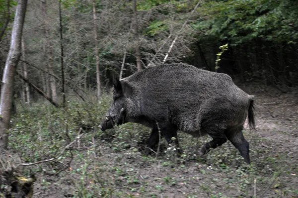 멧돼지는 숲에서 실행 — 스톡 사진