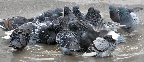 Na regen Baden duiven in de plas — Stockfoto