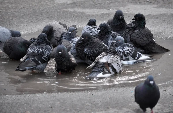 Após a chuva, os pombos tomam banho na poça — Fotografia de Stock