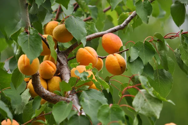 Mogen aprikos på en trädgren — Stockfoto