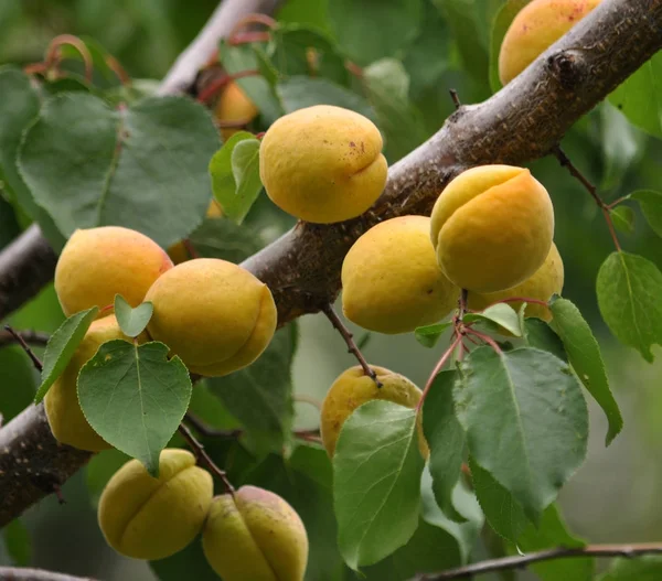 Зрілий абрикос на гілці дерева — стокове фото