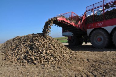 Şeker pancarı birleştiren hazne üzerinden kökleri boşaltma