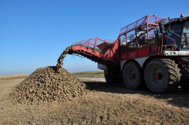 Şeker pancarı birleştiren hazne üzerinden kökleri boşaltma