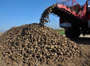 Şeker pancarı birleştiren hazne üzerinden kökleri boşaltma