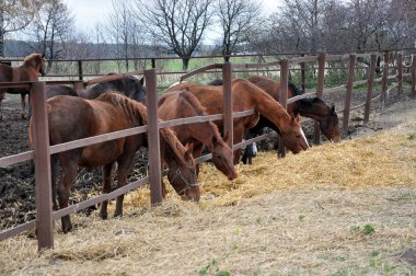 Çit atları ile saman yemek