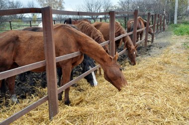 Çit atları ile saman yemek