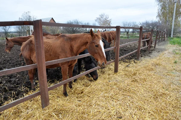 Durch den Zaun fressen Pferde Heu — Stockfoto