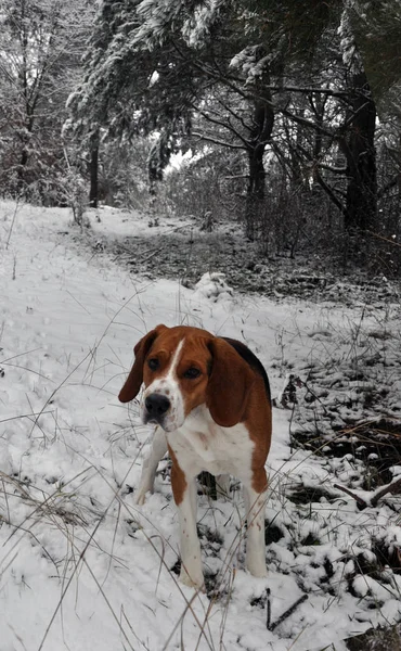Охотничья собака в зимнем лесу — стоковое фото
