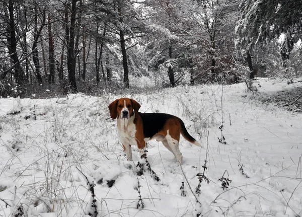 Hunting dog in the winter forest