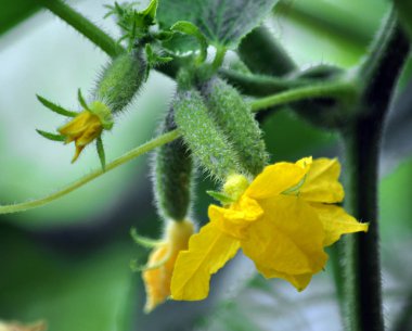 Salatalık üzerinde bir çarşaf bir sera içinde