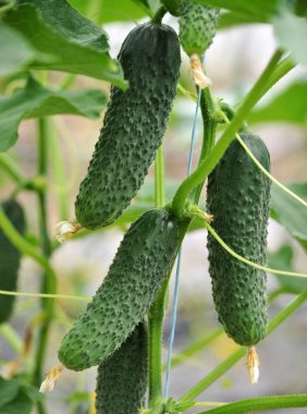 Salatalık üzerinde bir çarşaf bir sera içinde