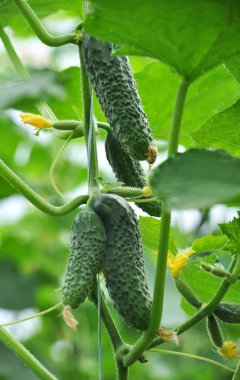 Salatalık üzerinde bir çarşaf bir sera içinde