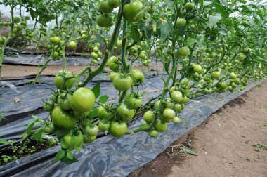 Domates yetiştirmek için Polikarbon sera