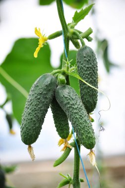 Salatalık üzerinde bir çarşaf bir sera içinde