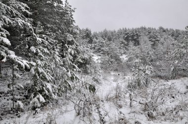 Kışın çam ormanı