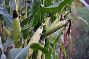 Yeşil su katılmamış Mısır gevreği