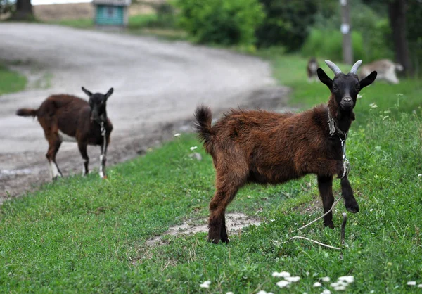 家养山羊在乡间街道上放牧 — 图库照片