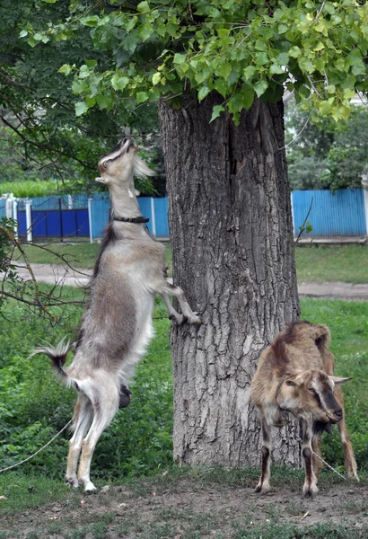 Las cabras domésticas pastan en una calle rústica —  Fotos de Stock