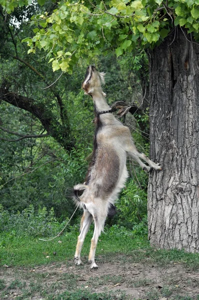 Inhemska getter betar på en rustik gata — Stockfoto