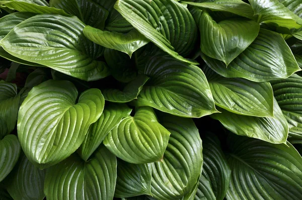 Sfondo con grandi foglie verdi — Foto Stock
