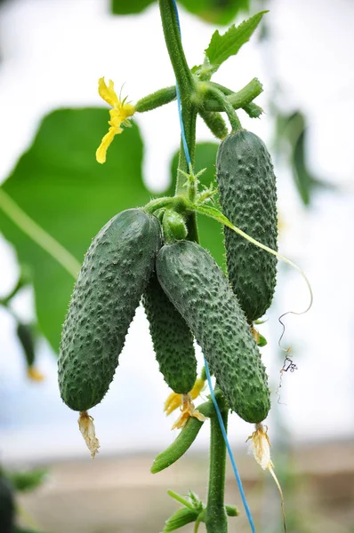 Salatalık üzerinde bir çarşaf bir sera içinde