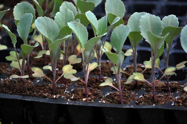 Kaset tencere lahana fidan