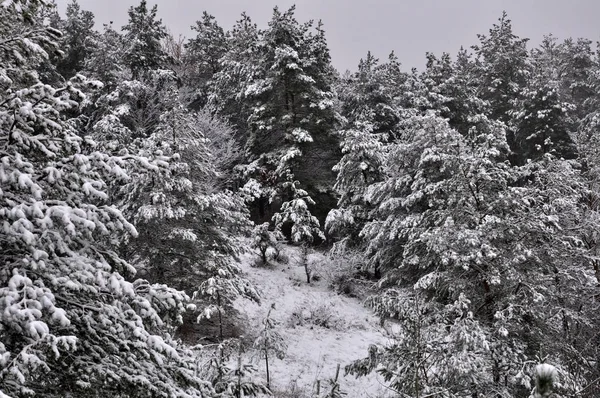 L'hiver dans la forêt de pins — Photo