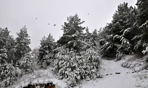 Пейзаж с соснами и первым снегом — стоковое фото