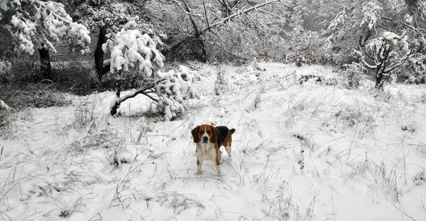 Jagdhund im Winterwald — Stockfoto