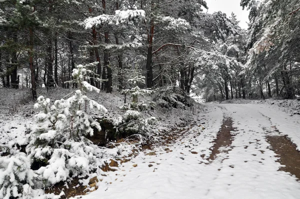 L'hiver dans la forêt de pins — Photo