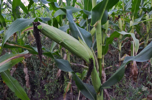 Copos de maíz verdes sin diluir — Foto de Stock