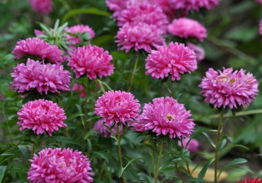 Bir çiçek bahçesinde Aster çiçeği pembe