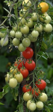 Çalıların dallarını kiraz domates olgunlaşmak