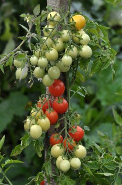 Çalıların dallarını kiraz domates olgunlaşmak